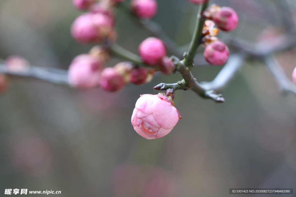 梅花花苞圖片