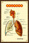 鼻腔呼吸展板