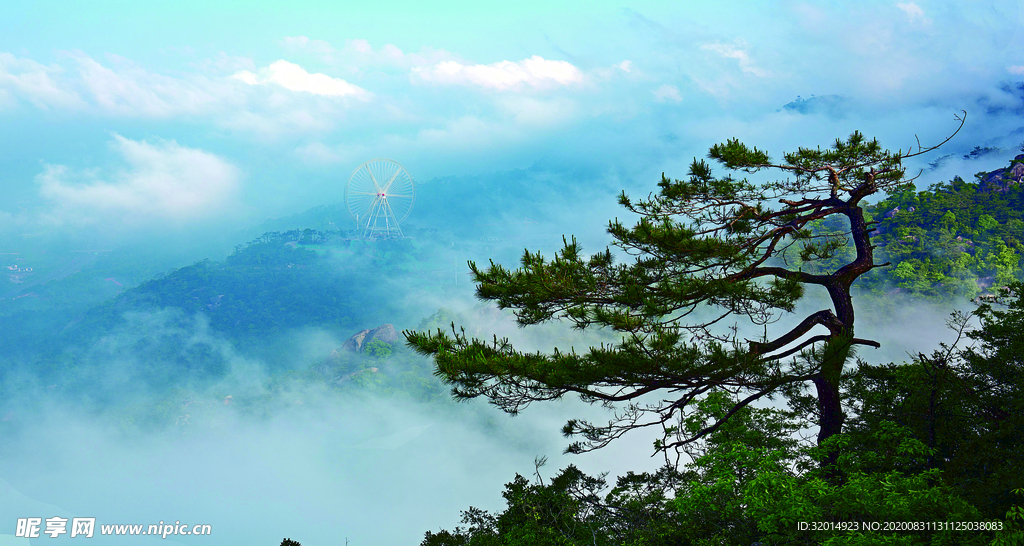 松 自然景觀