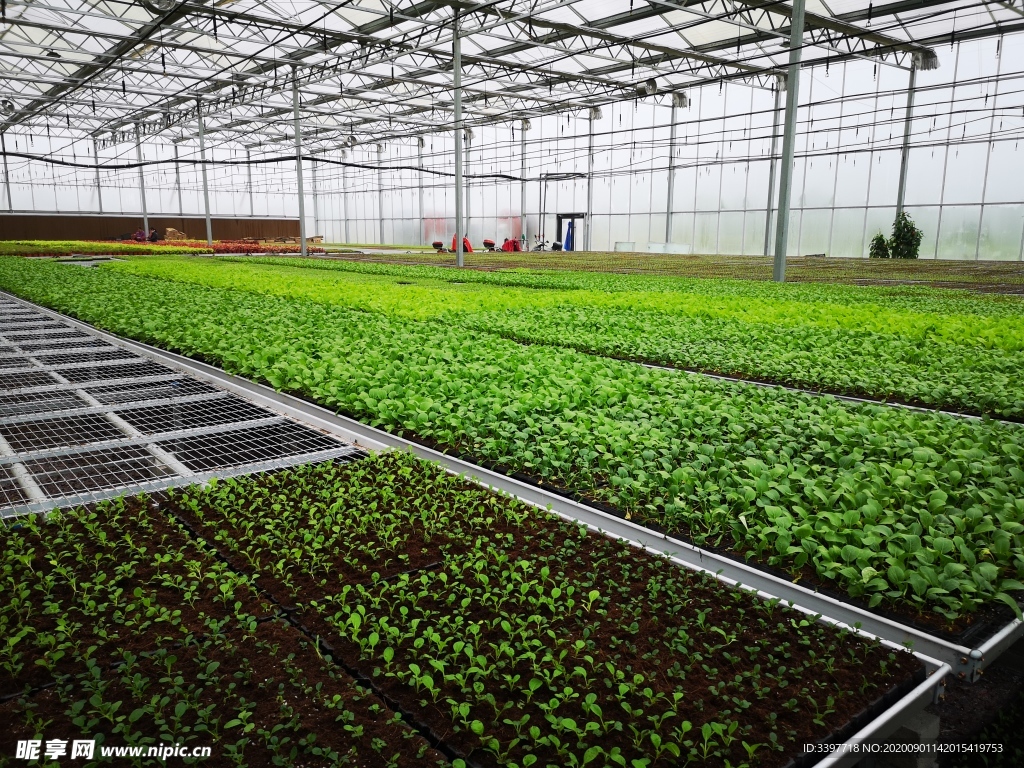 现代化农业大棚温室种植