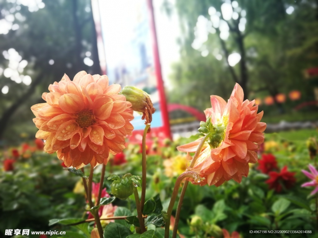 花