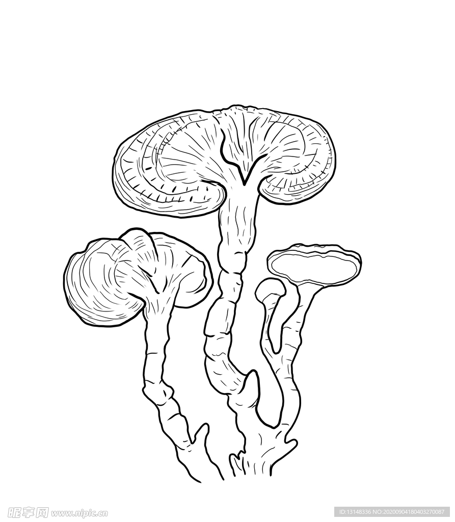 靈芝