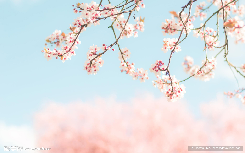 粉色桃花