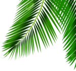 热带椰树叶子