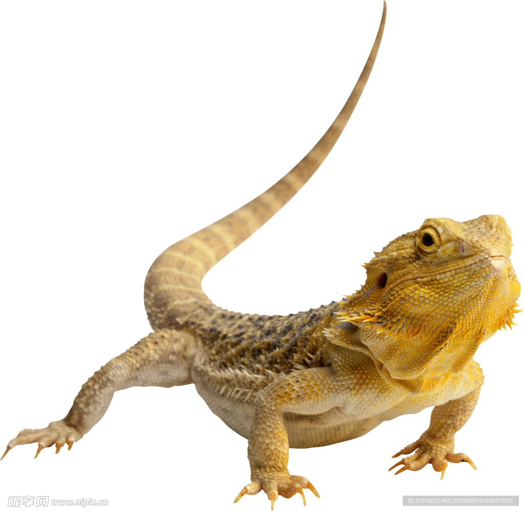 爬行動物圖案