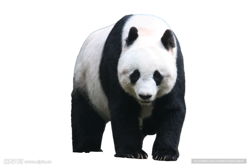 動(dòng)物大熊貓