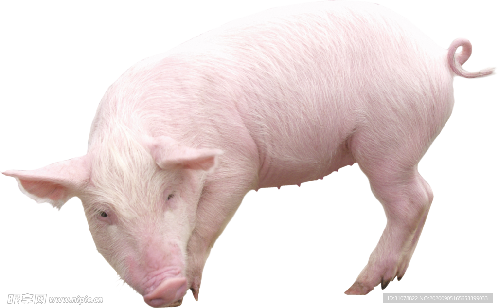 可愛動物小豬