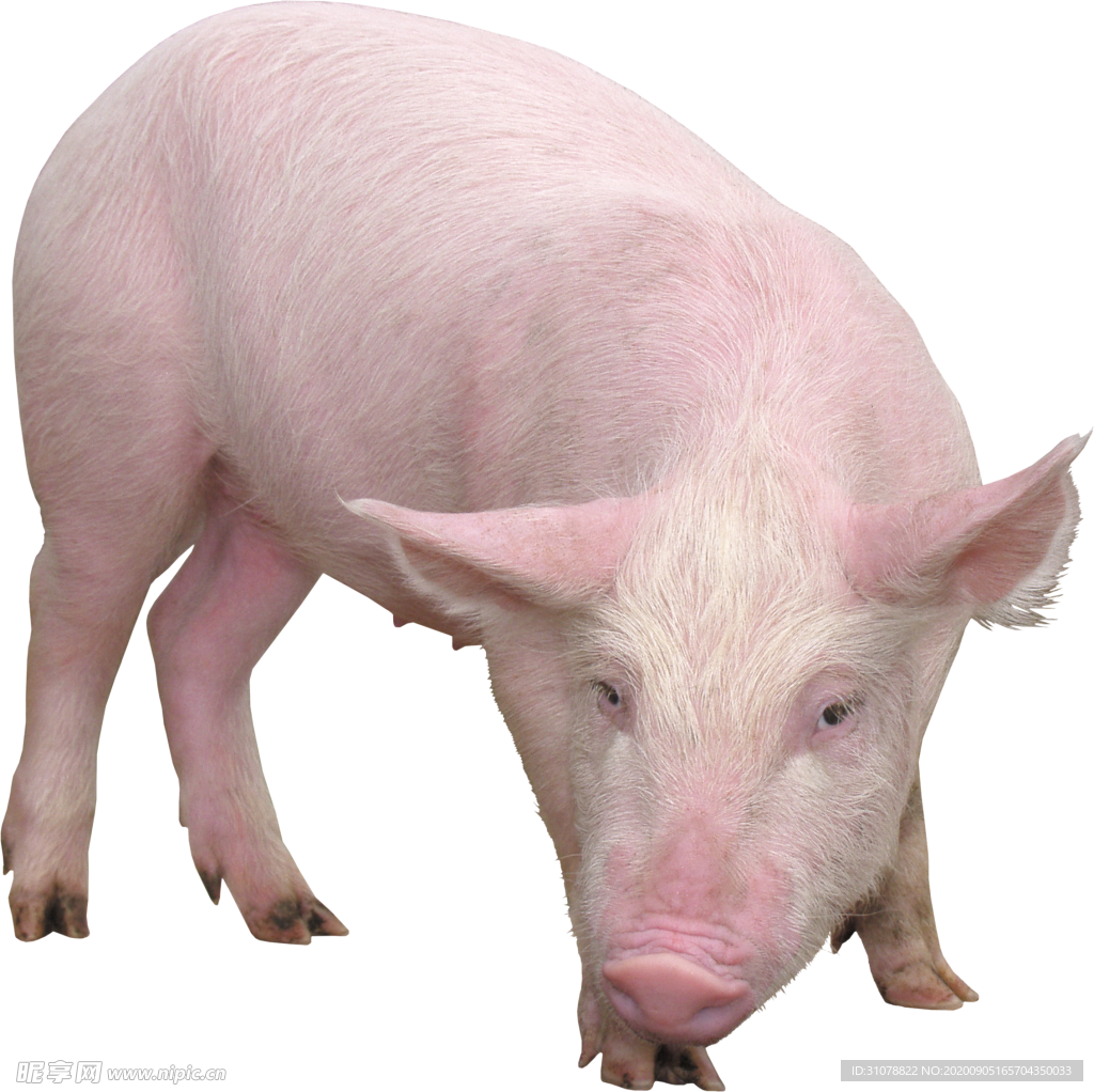 可愛動物小豬
