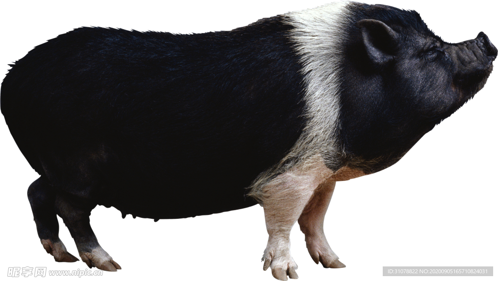 可愛動物小豬