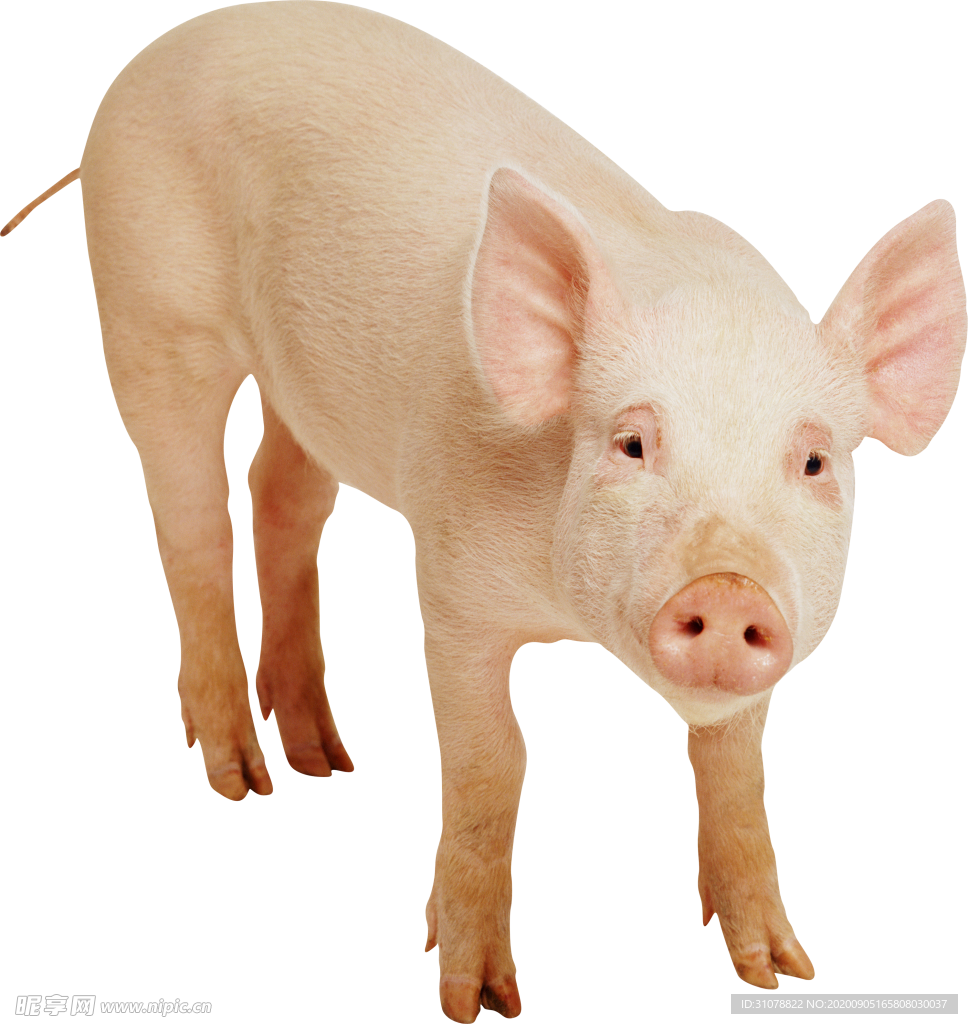 可愛動物小豬