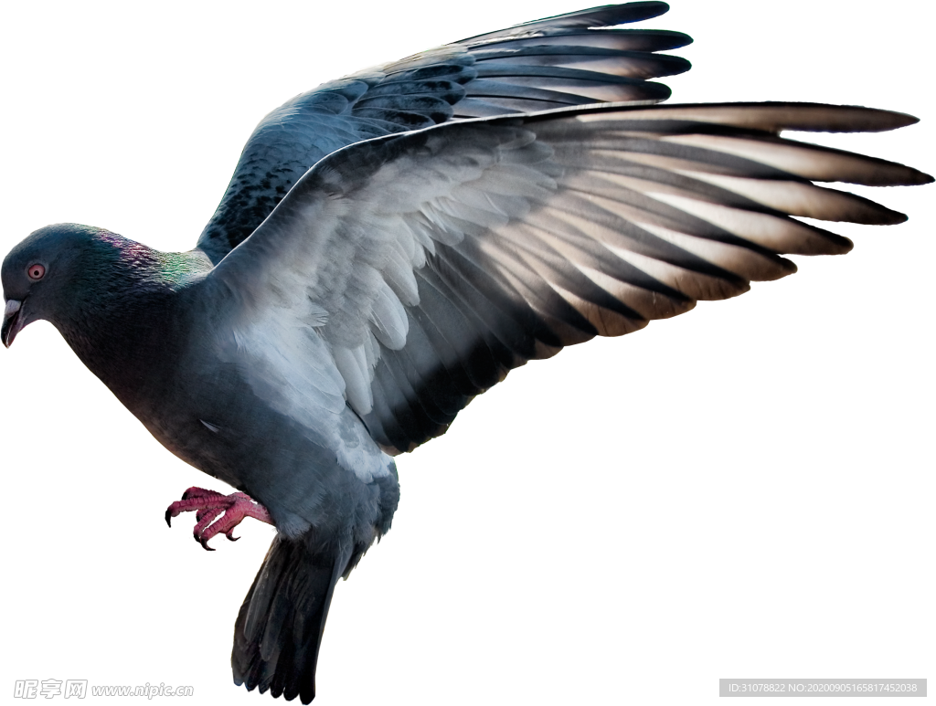 動物鳥禽鴿子圖案