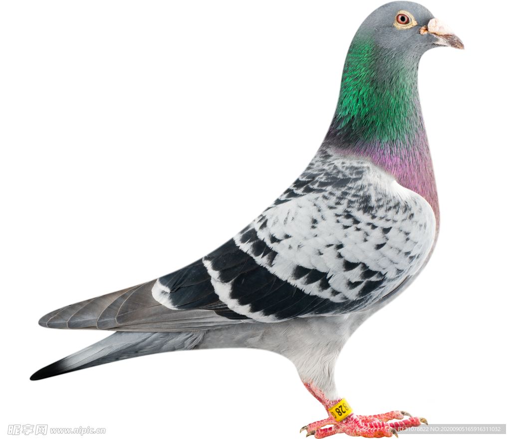 動物鳥禽鴿子圖案