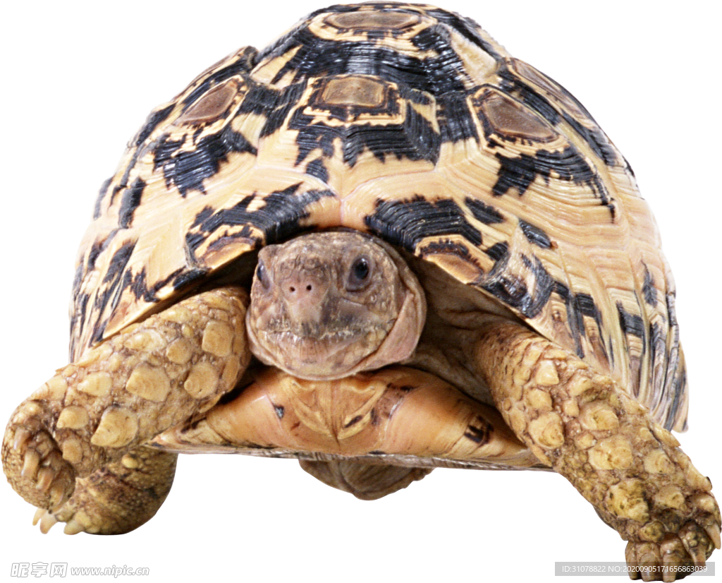 爬行動物烏龜