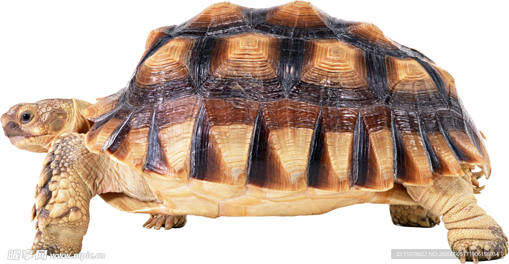 爬行動物烏龜