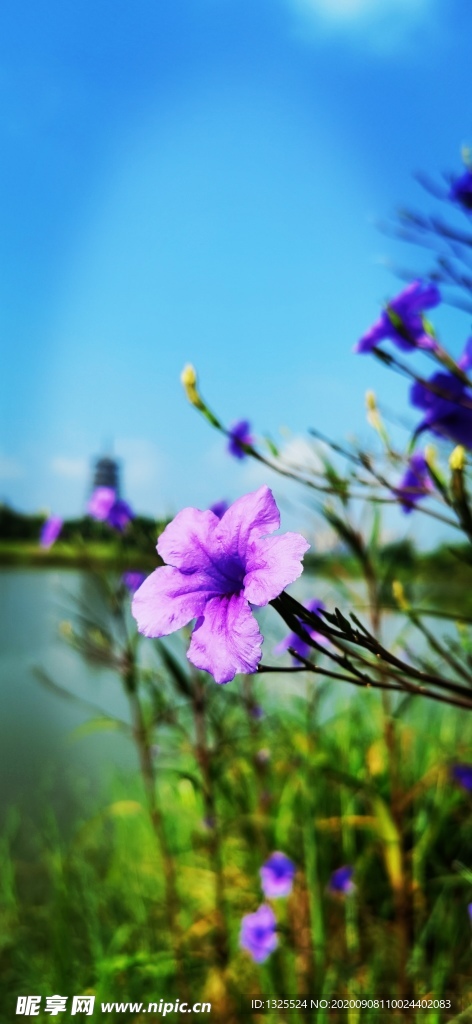 花卉