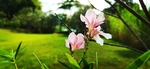 鮮花