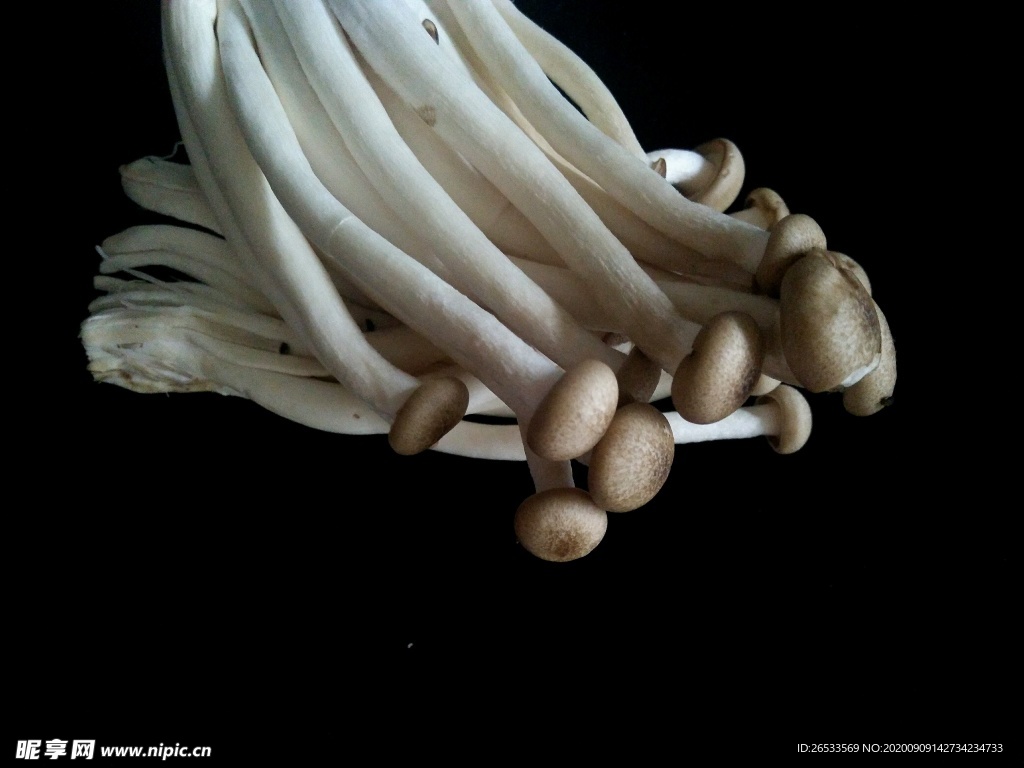 蘑菇 食用菌 蟹味菇 鲜香营养