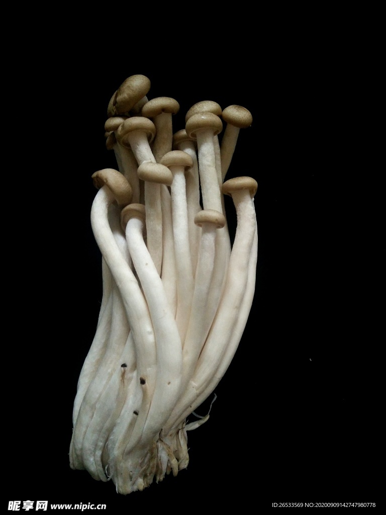 蘑菇 蟹味菇 食用菌 菜品