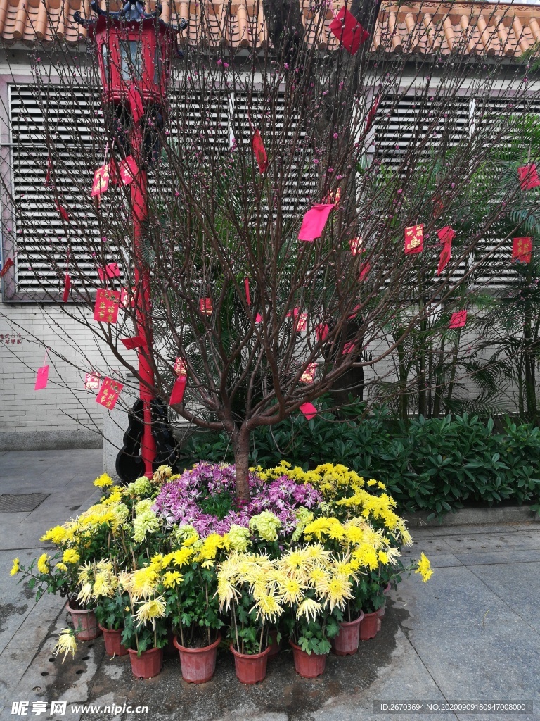 菊花盆栽