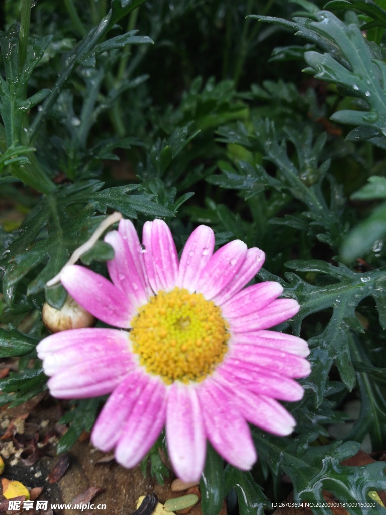 粉色菊花圖片