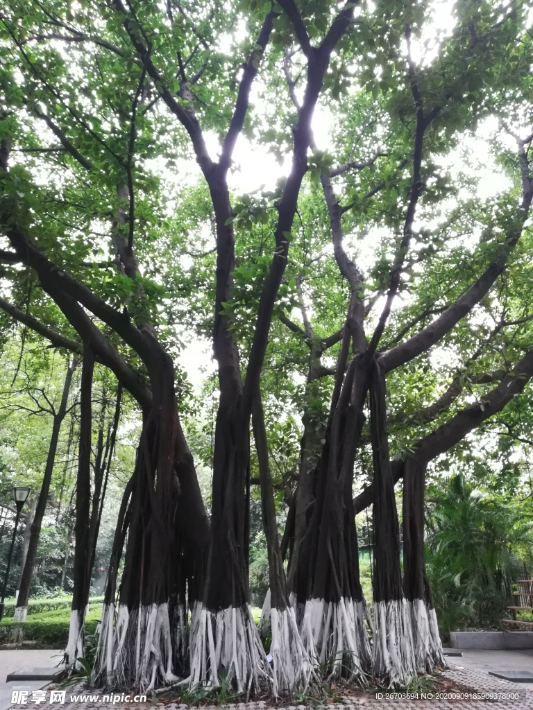 大榕樹