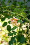 植物花草摄影高清大图月季牡丹杜