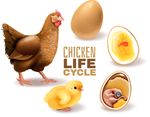 鸡蛋孵化小鸡过程