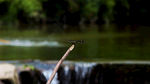 蜻蜓 摄影