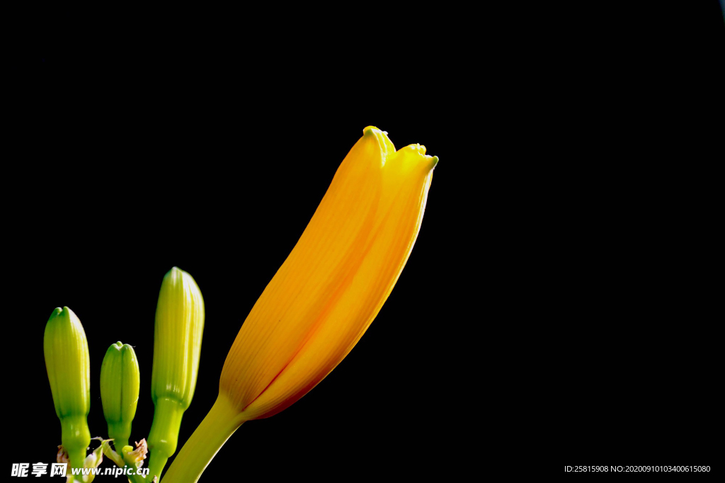 絲瓜花