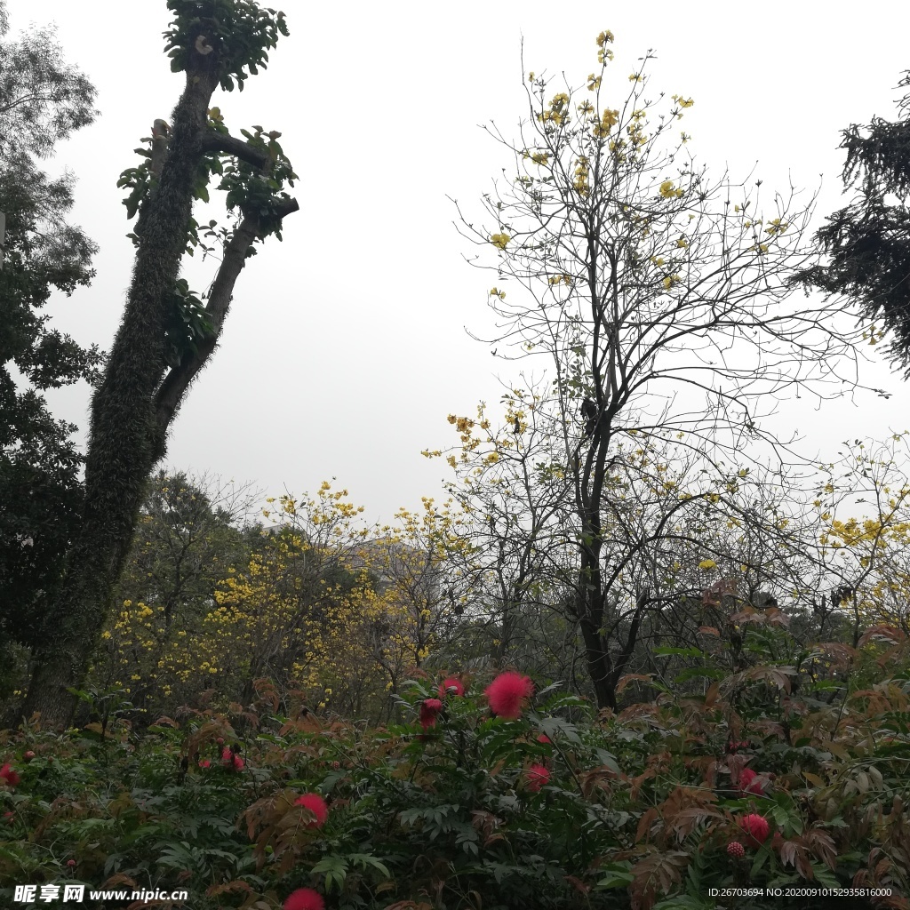 黃金鈴花樹