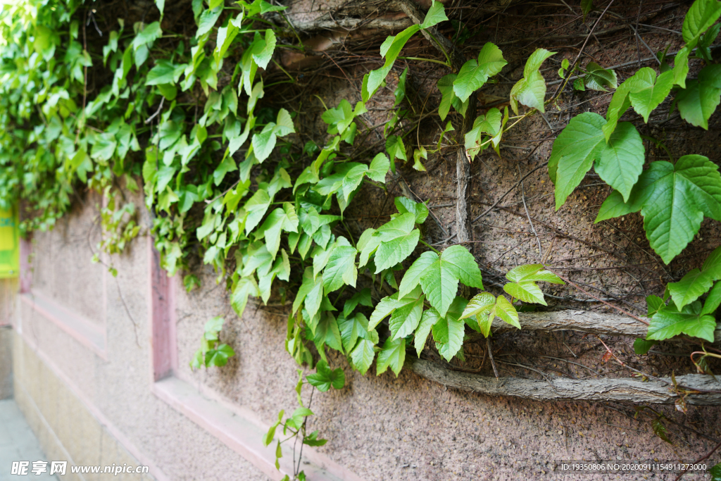 墙上的爬山虎树藤和绿叶