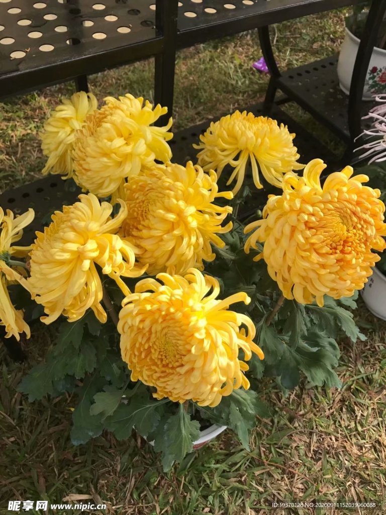菊花