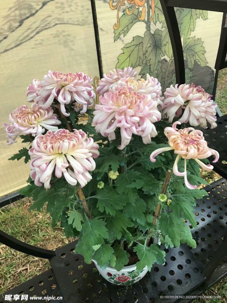 菊花