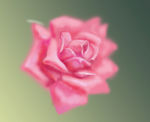 玫瑰粉嫩爱情女人唯美朦胧花卉