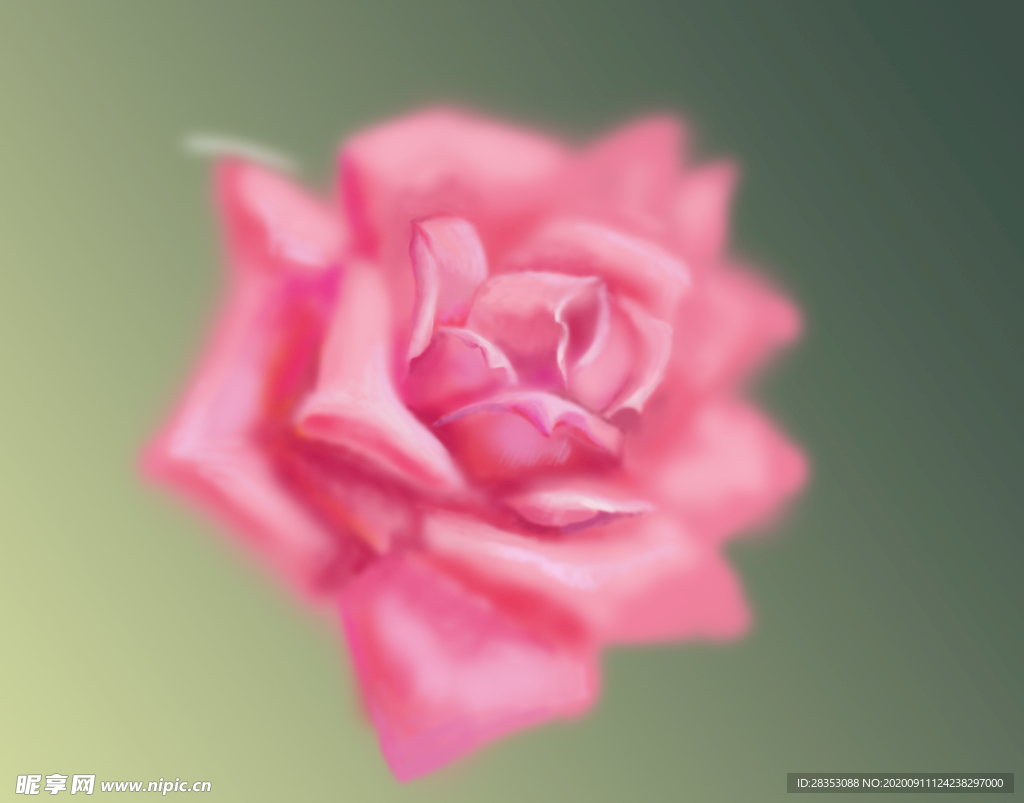玫瑰粉嫩爱情女人唯美朦胧花卉