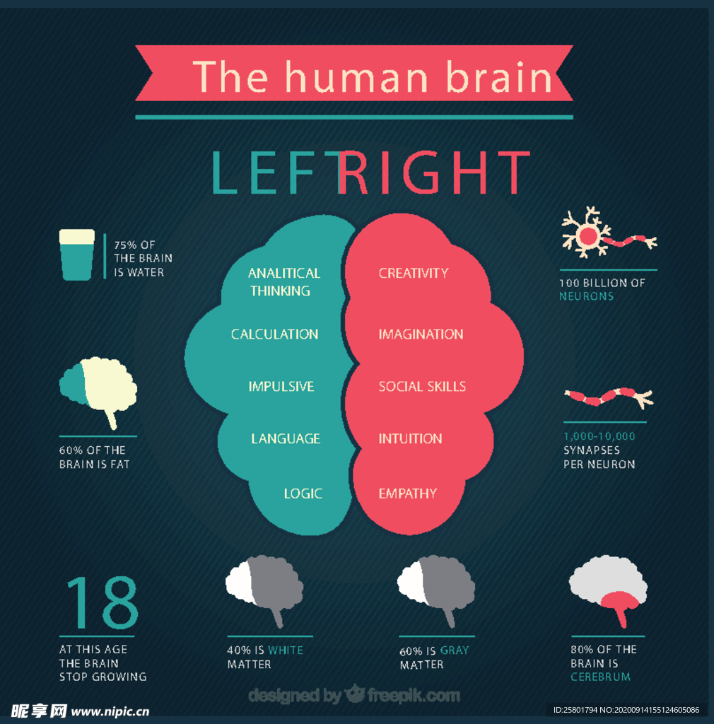 人类大脑信息图表