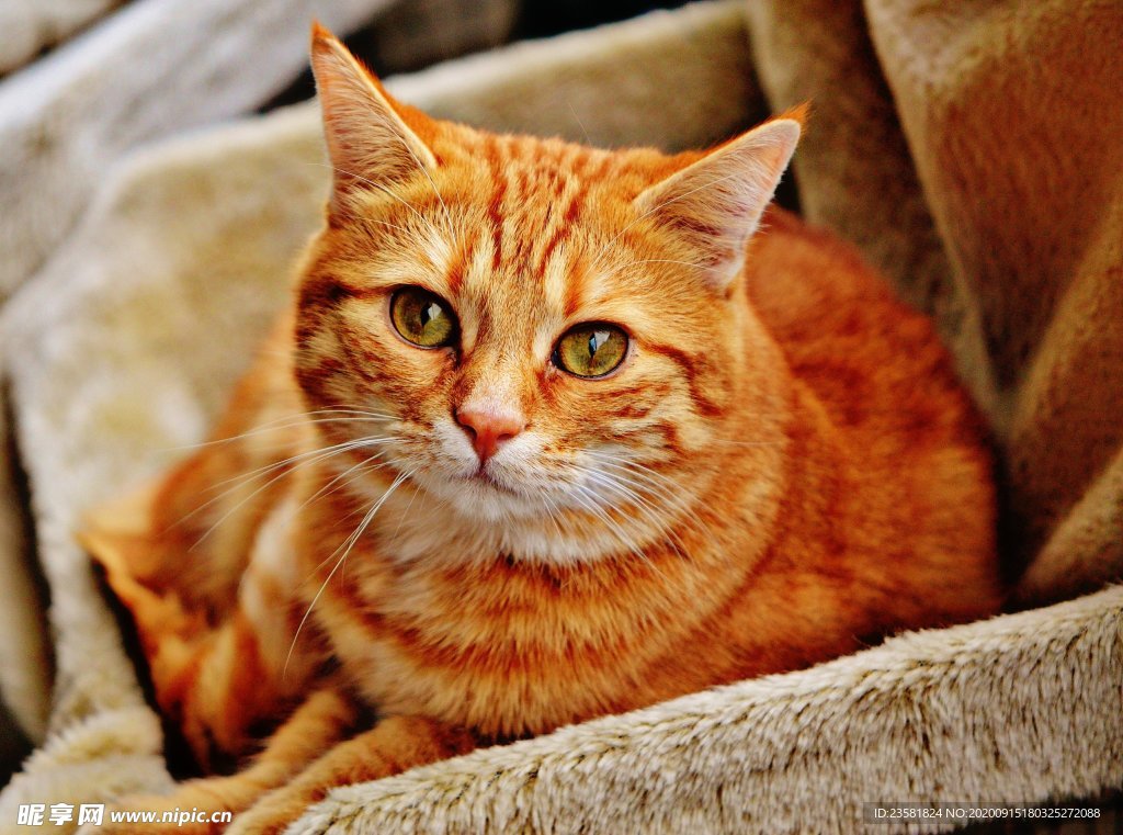 橙色猫咪