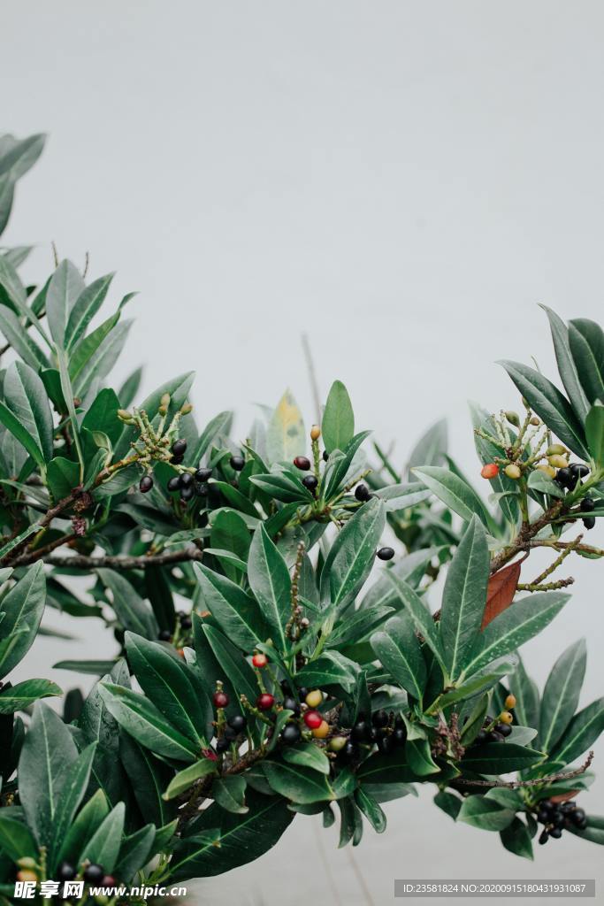 植物果子