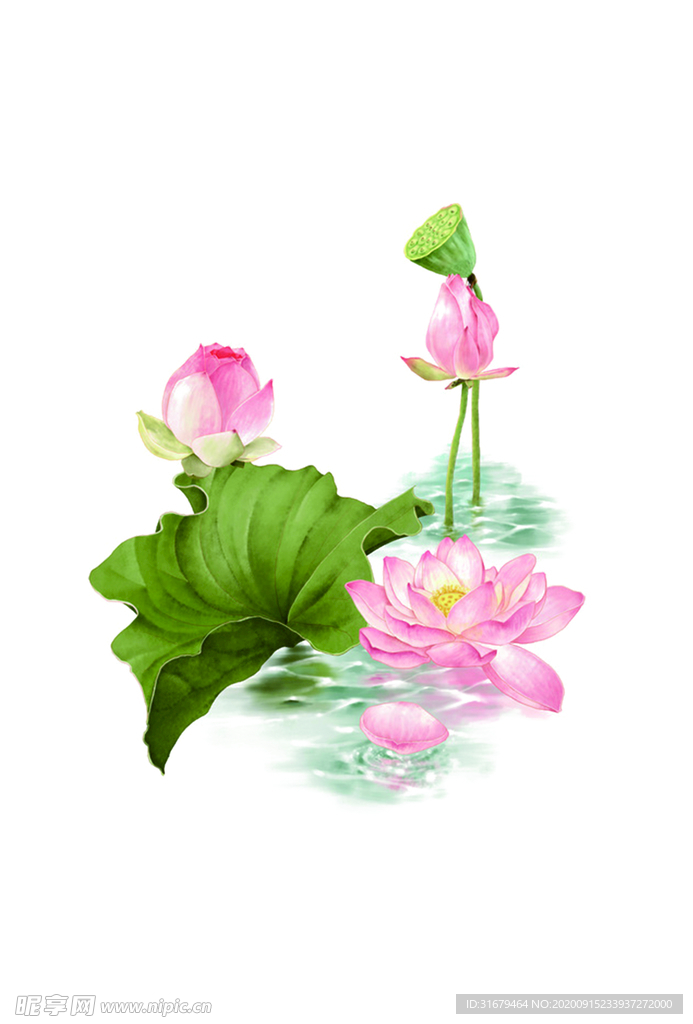 荷花
