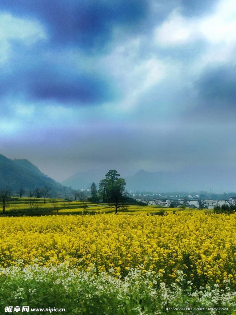 霧靄黃花