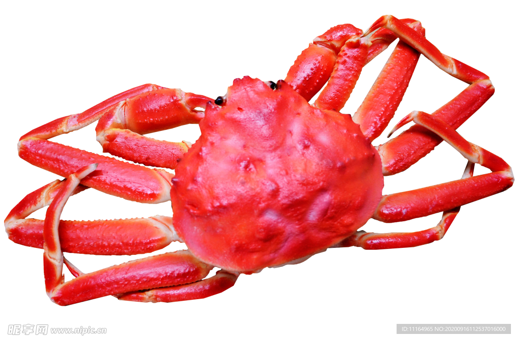 snow crab 雪蟹 螃蟹