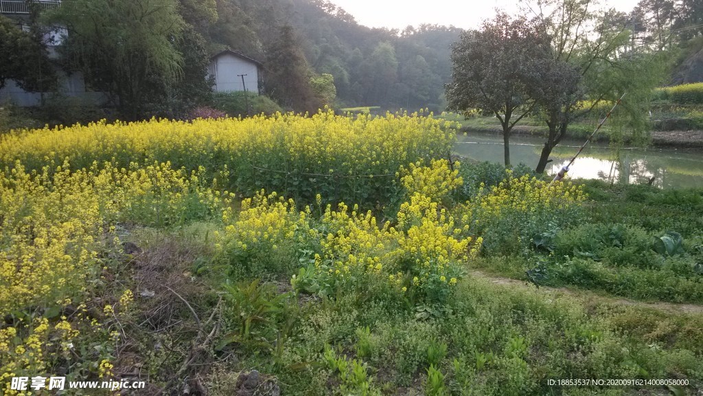 油菜花