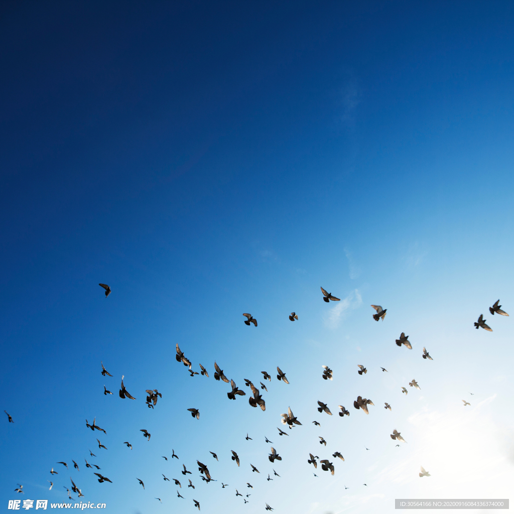 天空藍色鳥群自然生態背景素材