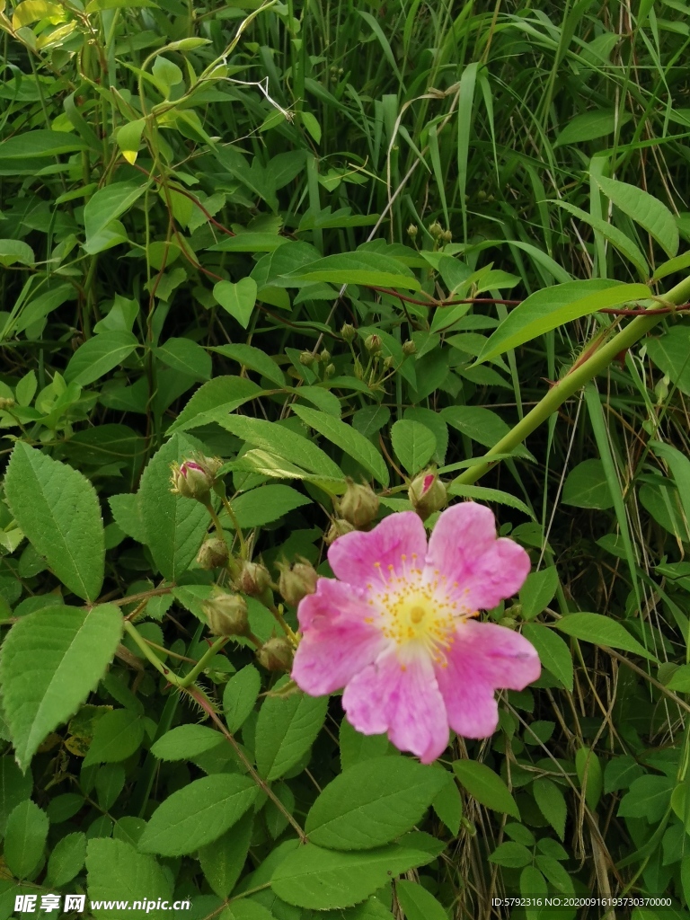 紫花