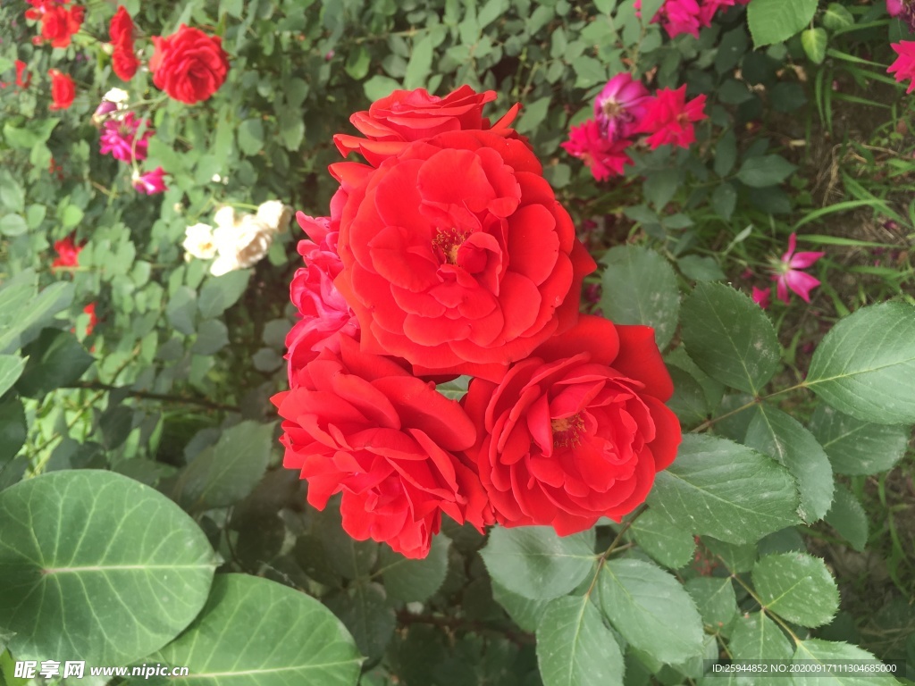 紅花
