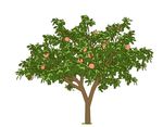 水果树矢量图