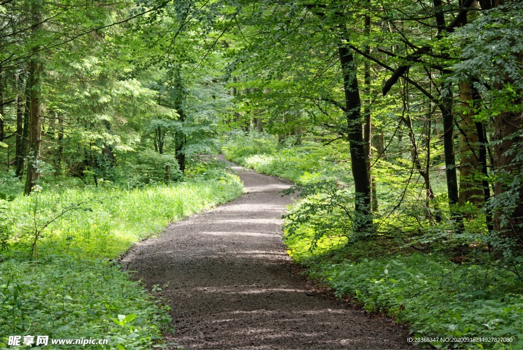 林間小路