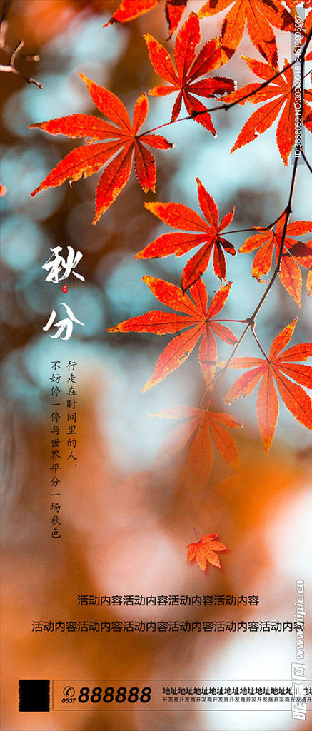 秋天 枫叶 秋分 节气海报