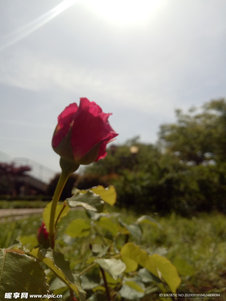 玫瑰花