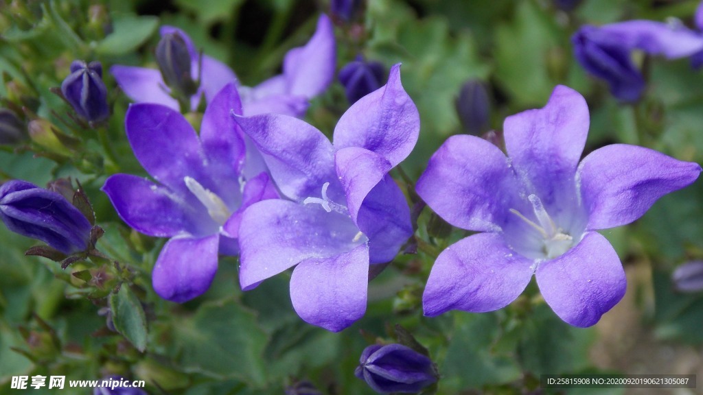 鈴當花